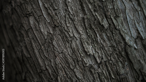 Cracked bark of the old trunk tree in autumn forest. Wooden textured background