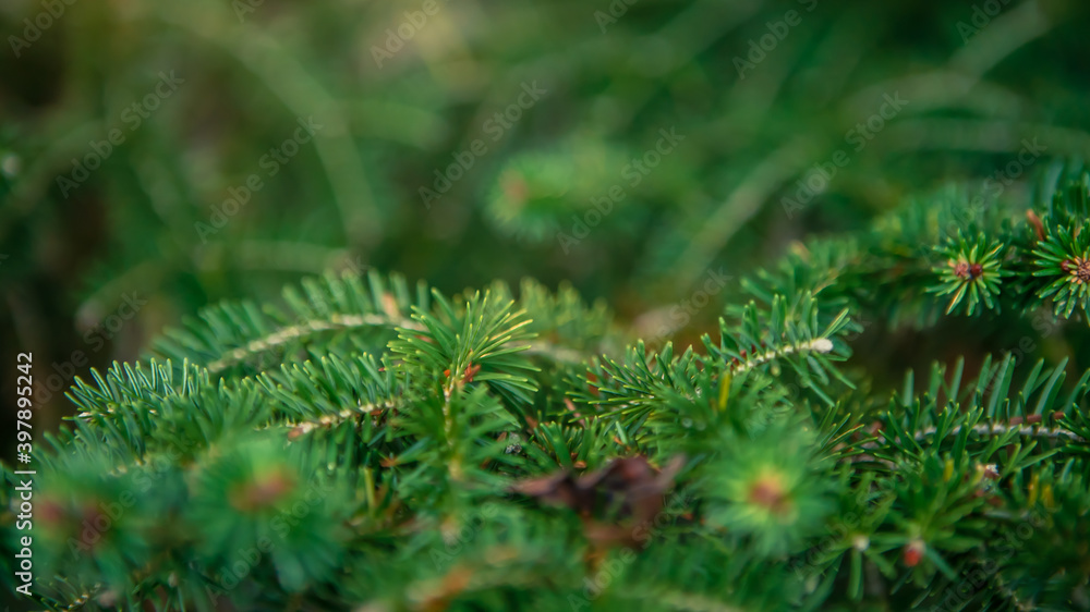Spanish fir tree branches background. Branch closeup pine tree. Abies pinsapo Spanish fir tree branches background. Branch closeup pine tree. Abies pinsapo