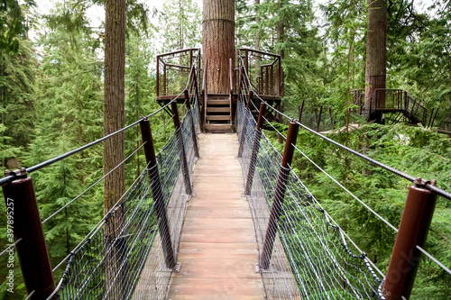 Platform and suspension bridges in an old-growth forest, Vancouver photo