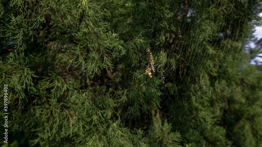 A female giant woods spider with its prey and eating it in the mountain forest. A female giant woods spider with its prey and eating it in the mountain forest.