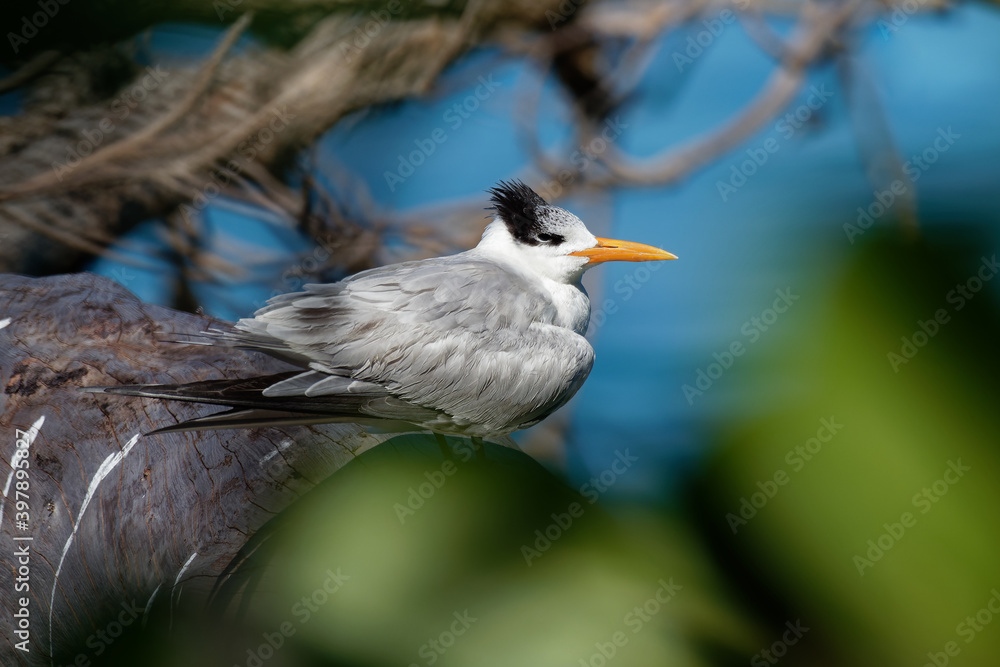 Fototapeta premium Royal tern - Thalasseus maximus bird in Laridae, subspecies maximus, Atlantic and Pacific coasts of the North and South America, has a red-orange bill and a black cap, blue sea in background