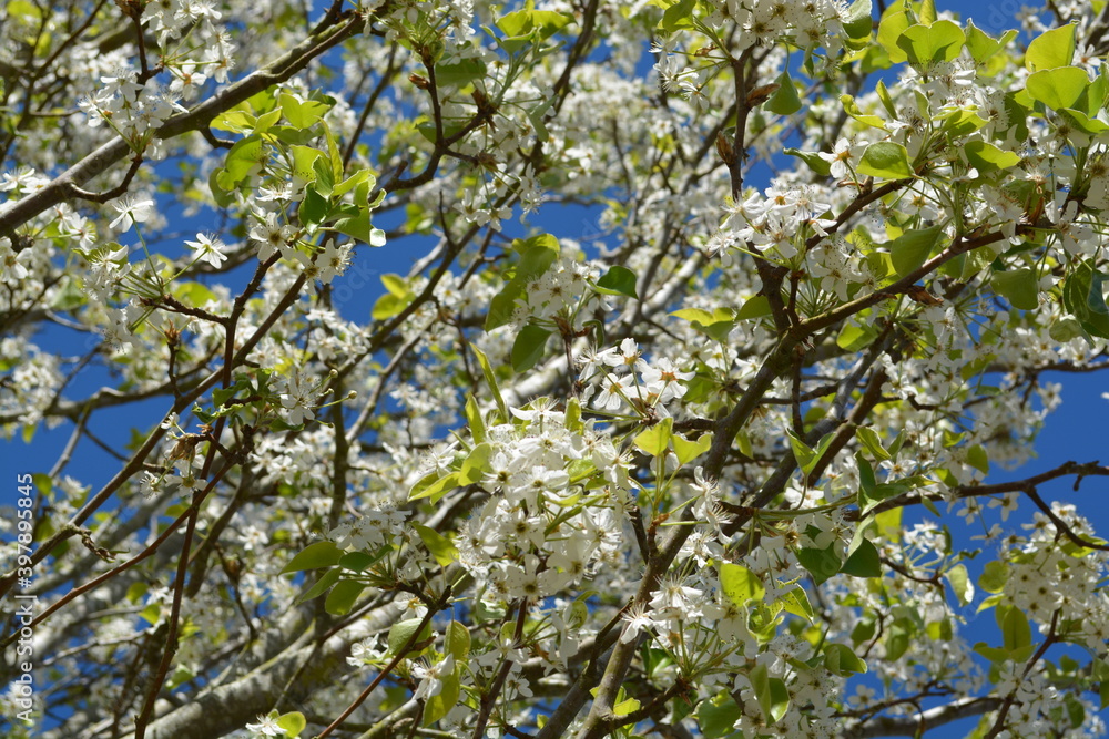 spring blossom, white flowers, blue sky, tree spring blossom, white flowers, blue sky, tree