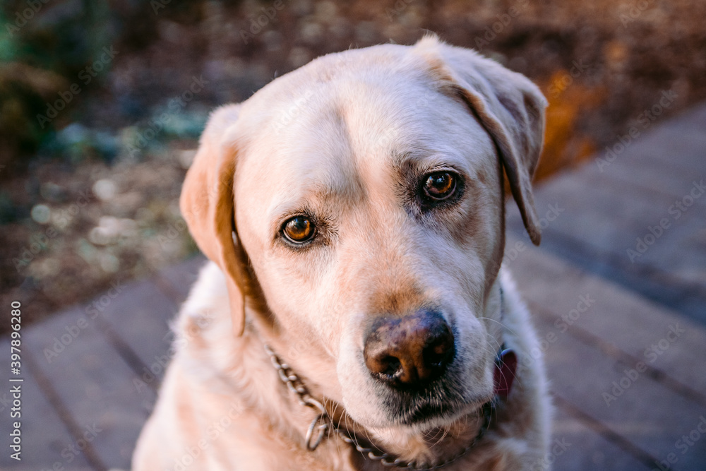 Dog looking directly at camera