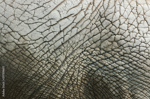 Abstract of Elephant skin photo