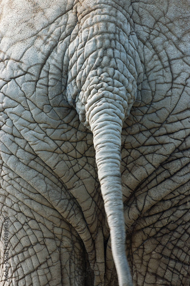 Fototapeta premium Rear view of Elephant tail