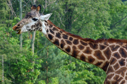 Neck and head of Chewing Giraffe