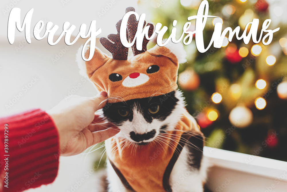 Merry Christmas Greeting card. Merry Christmas text handwritten on hand caressing adorable cat in reindeer costume at christmas tree lights. Happy holidays