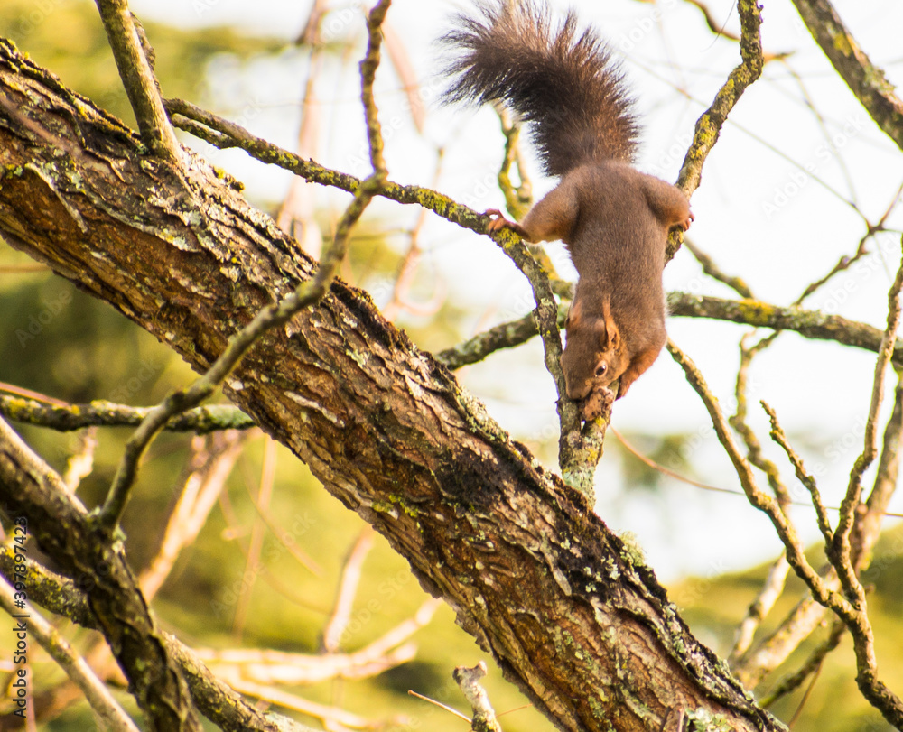 Ecureuil sur un arbre