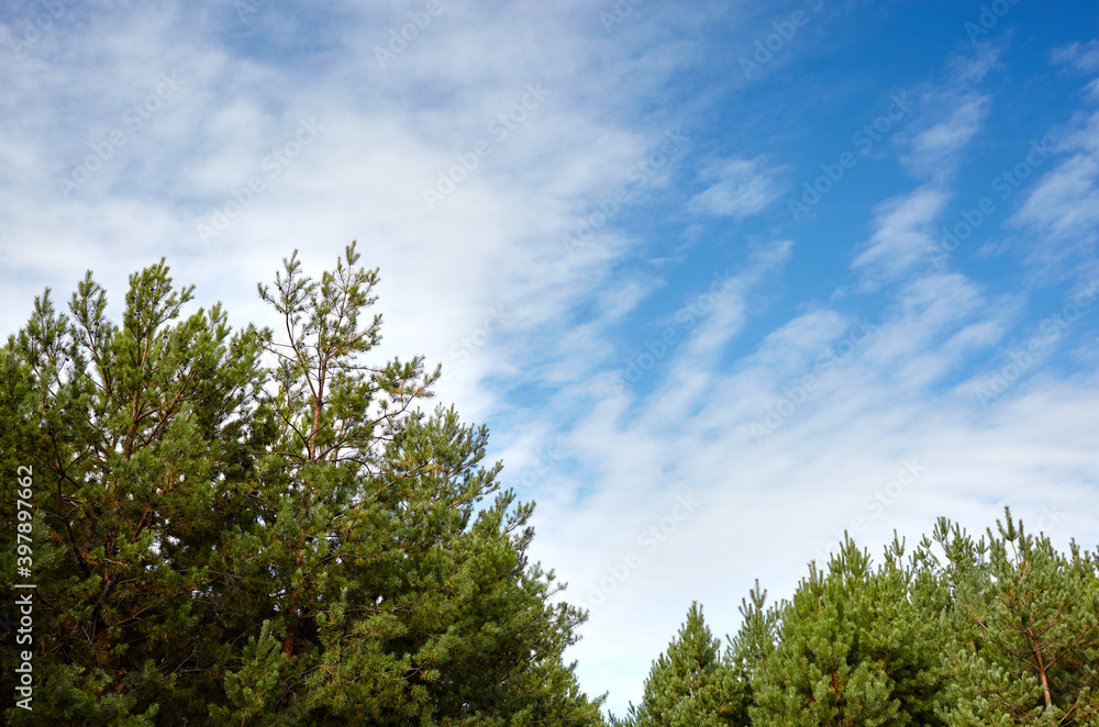 Pine trees against a blue sky with clouds on a sunny day Pine trees against a blue sky with clouds on a sunny day