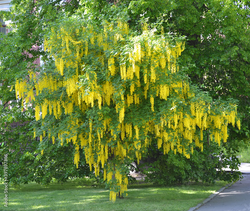 Photos Blooming anagyroid bean (Laburnum anagyroides Medik