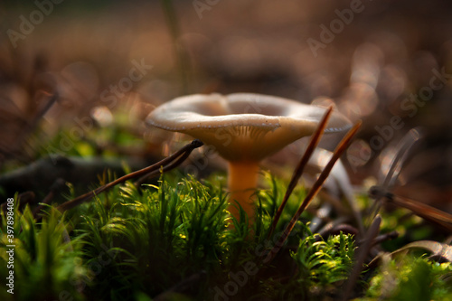Horizontal close-up object picture of a single creamy white mature edible mushroom with wide cap with a low central region, growing in a lawn in the forest during autumn sunny day
