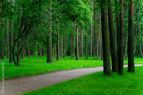 The road passing through the green beautiful forest