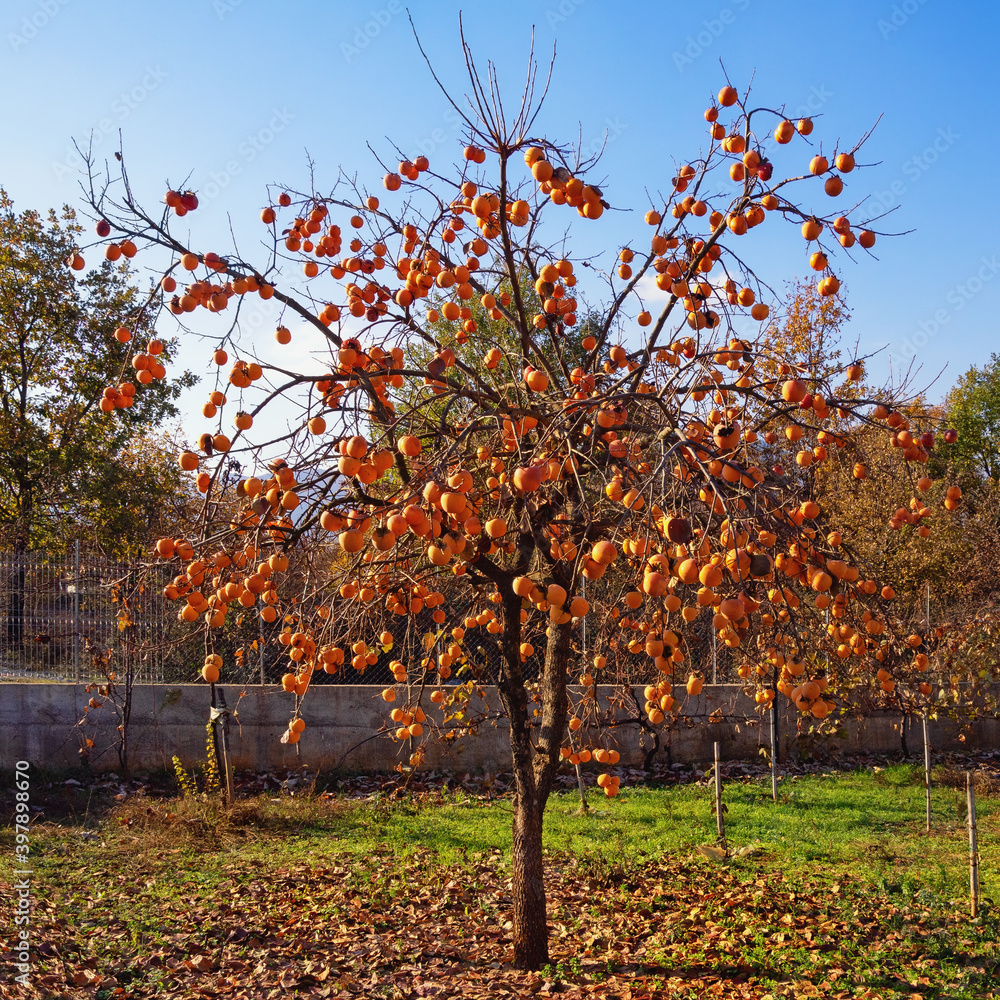 Fototapeta premium Persimmon tree with ripe fruits in the garden on sunny autumn day. Albania