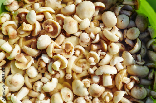 Clean, peeled Suillus mushrooms in bowl