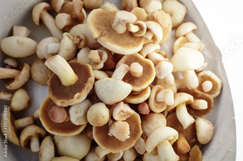 Clean, peeled Suillus mushrooms in bowl