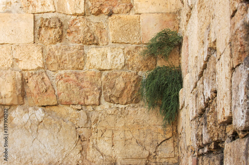 Plants growing on a stone wall