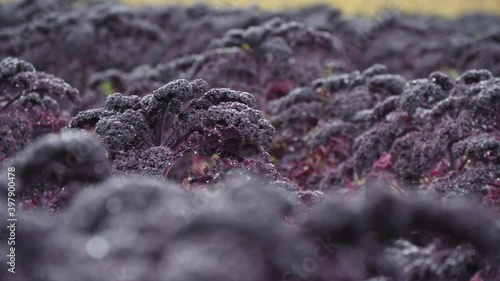 Lilac beautiful fresh kale cabbage grows in the garden