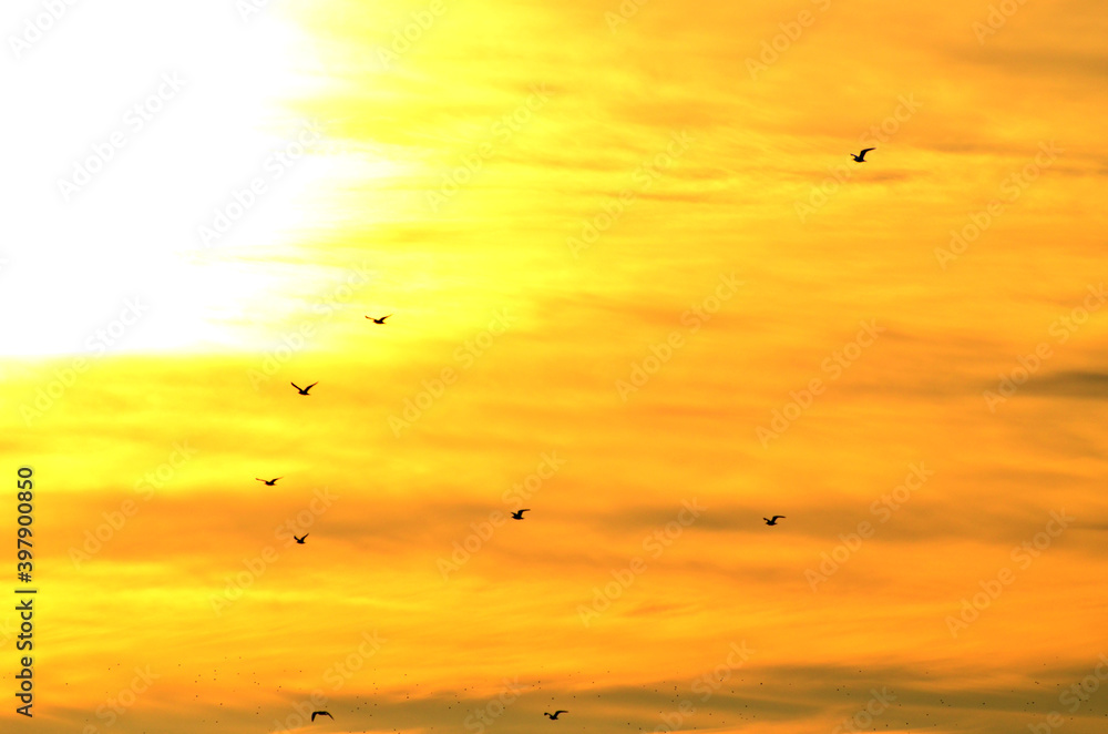 Sea gulls flying in golden sunset sky, photo