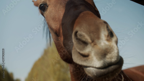 Two cute horse faces poke their noses at the camera to lick it. Warm autumn day, extremely close-up. © iaginzburg