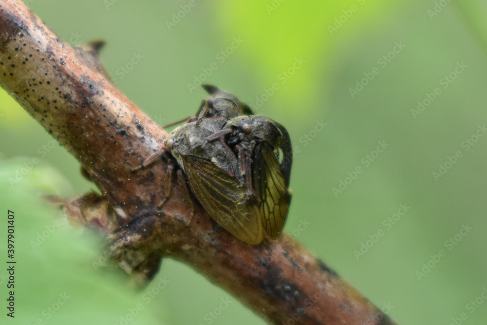 insects on a tree branch in the forest insects on a tree branch in the forest