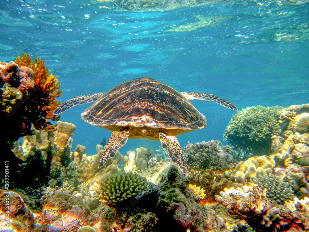 coral reef in the sea coral reef in the sea