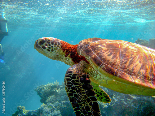 sea turtle swimming in the sea