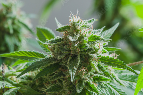 Slika na platnu Close up of cannabis sativa bud starting to get full of trichromas, showing striking pistils