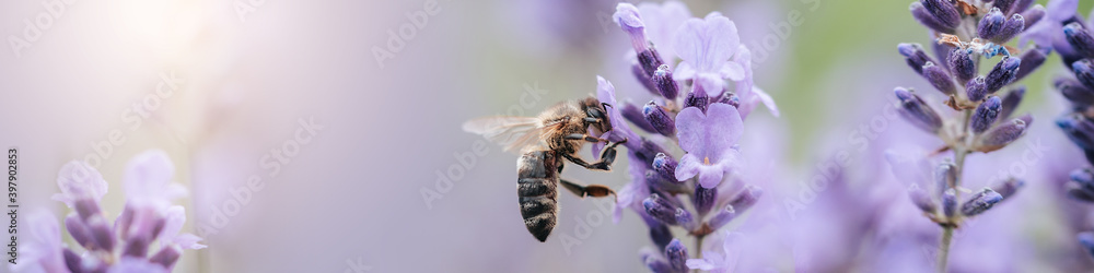 Honey bee pollinates lavender flowers. Plant decay with insects., sunny lavender. Lavender flowers in field. Soft focus, Close-up macro image wit blurred background. - obrazy, fototapety, plakaty 