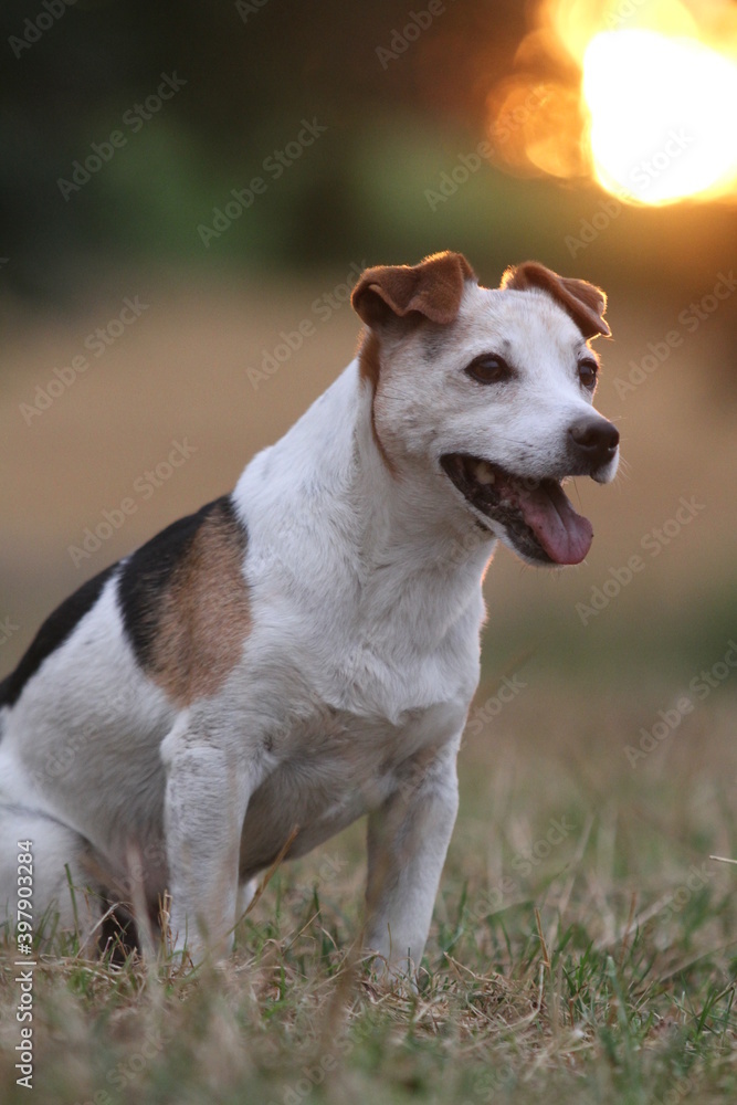 Terrier Sunset Moody Terrier Sunset Moody