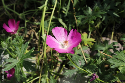  Purple Poppy Mallow  flower  or Buffalo Rose  Winecup  in St. Gallen  Switzerland. Its Latin name is Callirhoe Involucrata  Syn Callirhoe Geranioides   native to USA and Mexico.