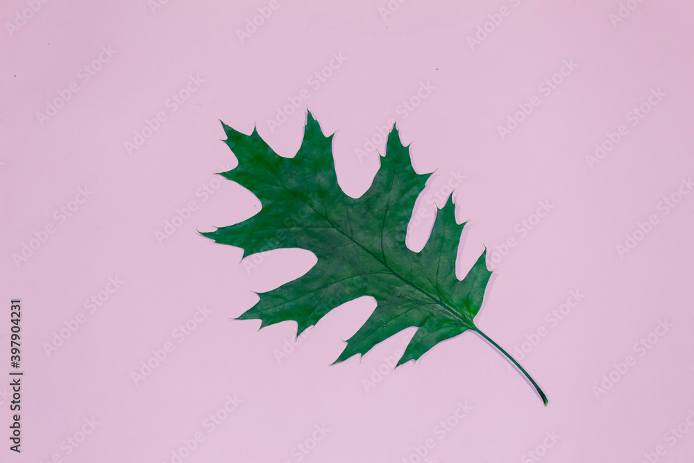 Fototapeta premium On a pink background lies a bright, green oak leaf.