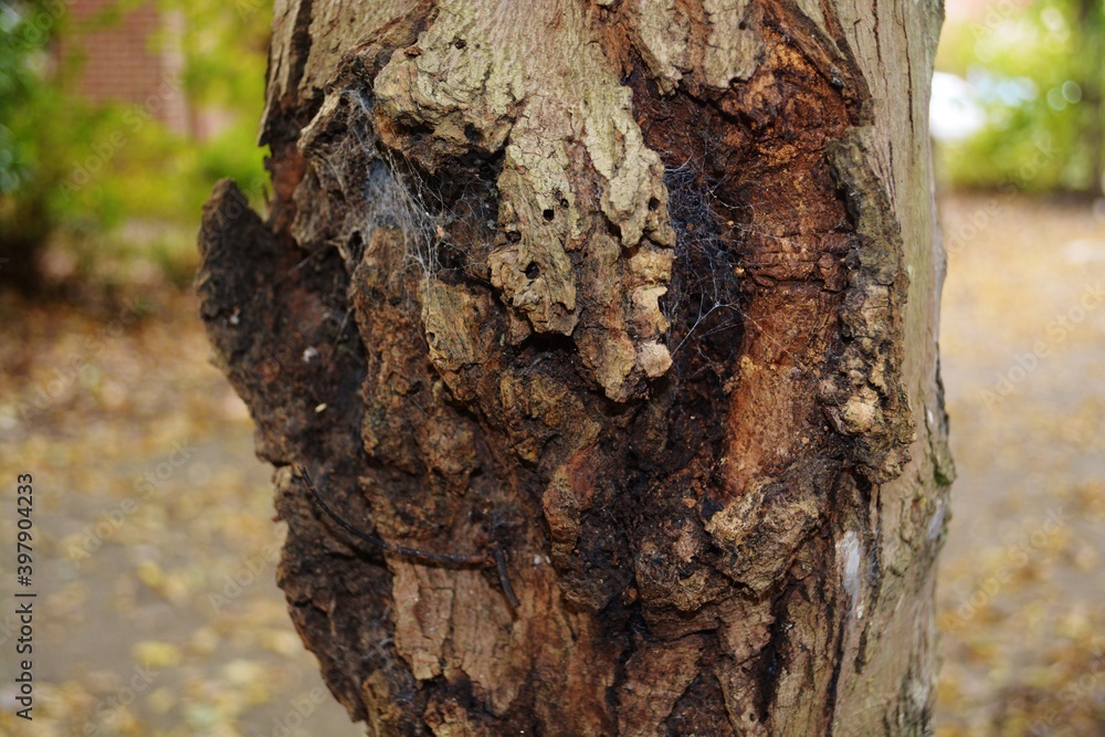 bark of a tree with spiderwebs, fungus bark of a tree with spiderwebs, fungus
