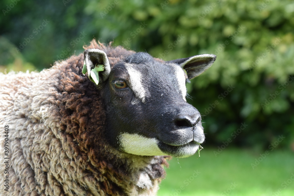 Badgerface Texel ewe Badgerface Texel ewe