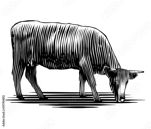Cow