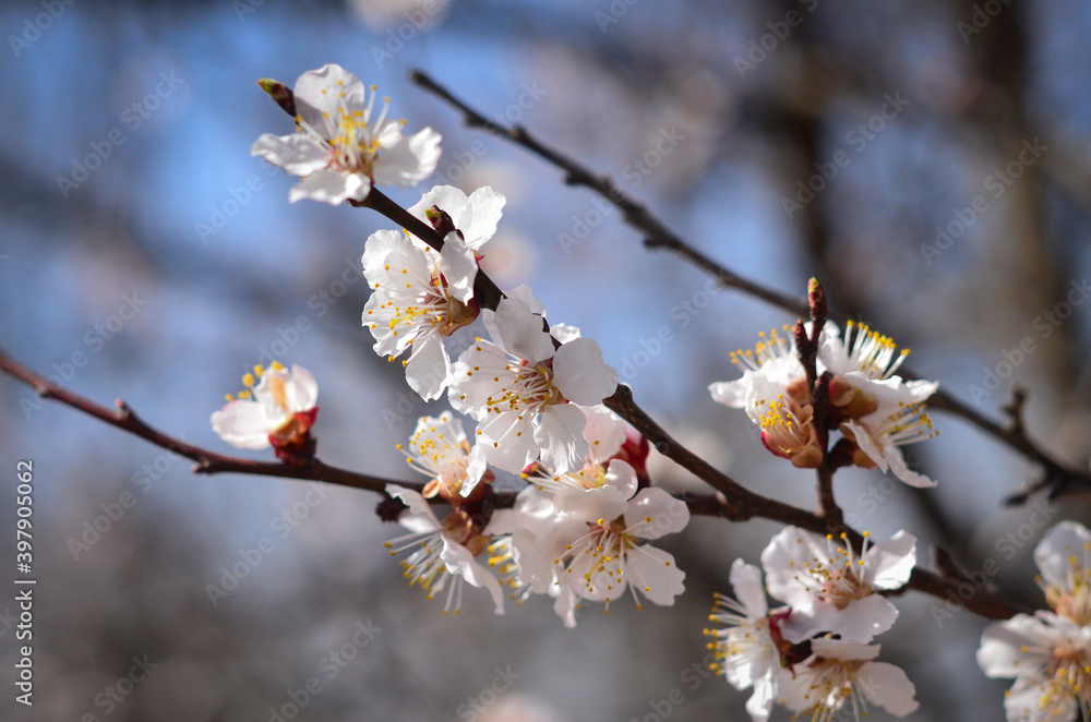 Blooming branch of apricot tree on a sunny day. Blooming branch of apricot tree on a sunny day.