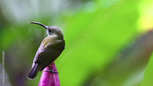 4K nature wildlife footage of Little bird on banana flower.Little spiderhunter( Arachnothera longirostra )is drinking nectar from Banana flower photo