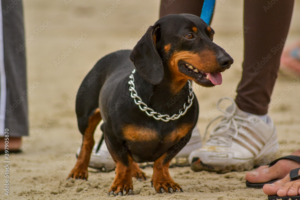 Cachorro baixinho