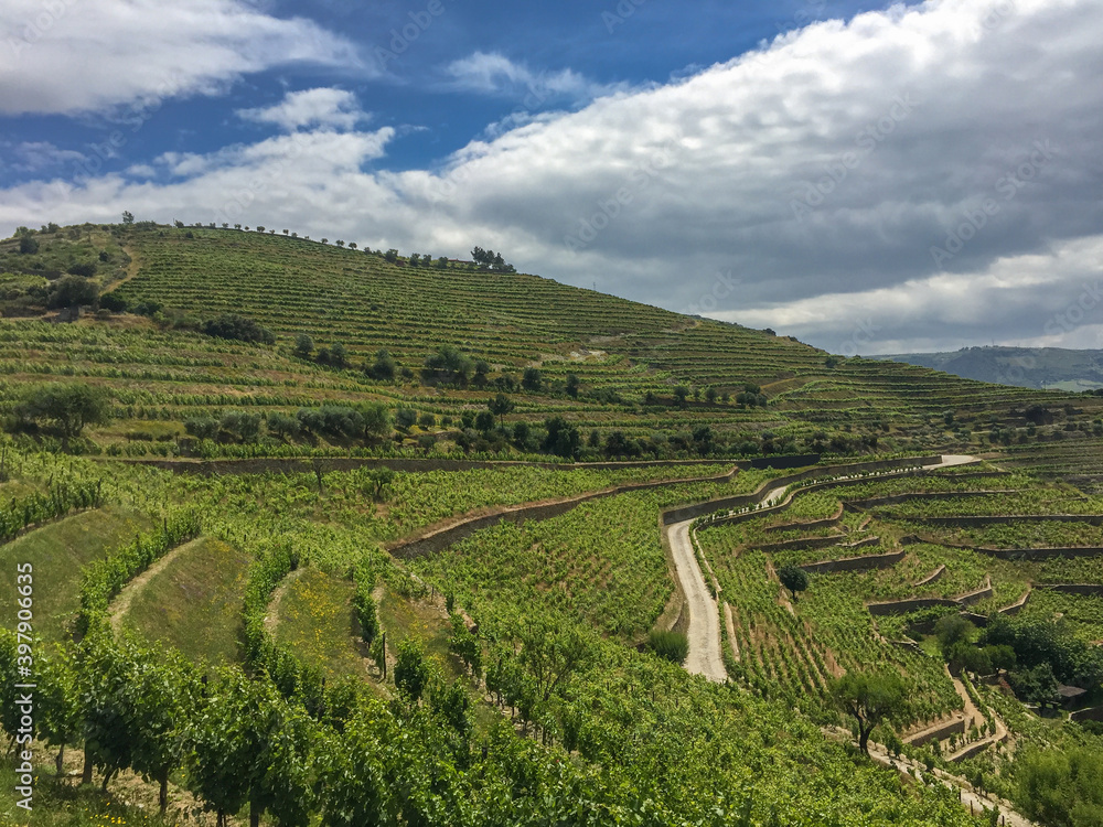 Douro Wine Region Green Vineyards Landscape