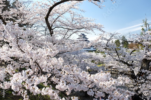 鶴ヶ城　青空に映える会津若松のお城と桜