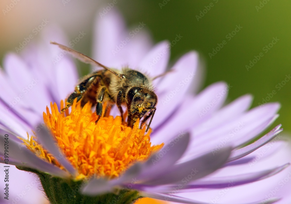 bee or honeybee in Latin Apis Mellifera on flower bee or honeybee in Latin Apis Mellifera on flower