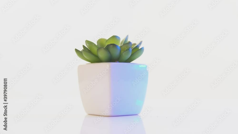 Green home plant in small pot rotating isolated on white background. Succulent kalanchoe in white vase in motion. Fresh idea, house decoration, gardening, tropical tree, startup concept Green home plant in small pot rotating isolated on white background. Succulent kalanchoe in white vase in motion. Fresh idea, house decoration, gardening, tropical tree, startup concept