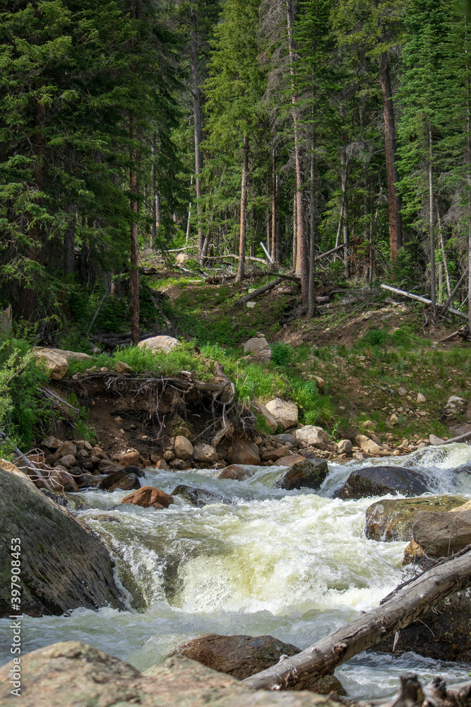 Fototapeta premium River in the forest