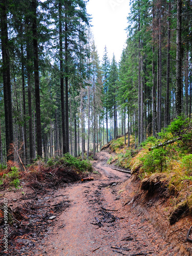 A muddy wet road in a spruce and fir forest built for deforestation. Autumn season, rainy hazy wet day. Carpathia, Romania
