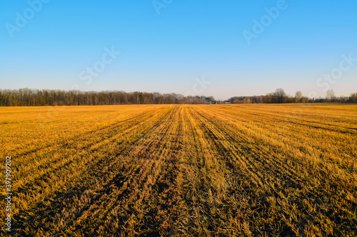 Reaped field. View of the field after harvest. © Ihar