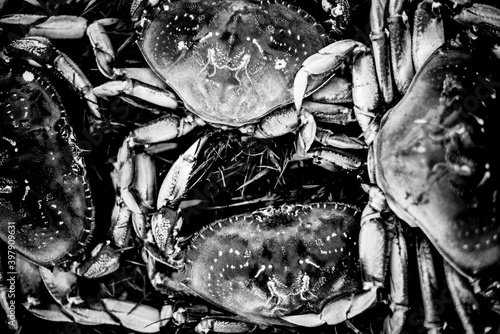 Wild Dungeness crabs. Bodega Bay, California. 