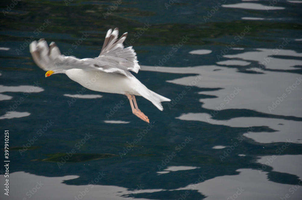 Seagull Seagull