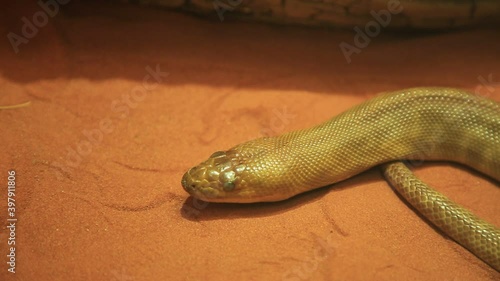 Woma python snake. Aspidites ramsayi species, is an Australian non-venomous snake. Pythonidae snakes family. Nocturnal reptile living in Western Australia and endangered snake. photo