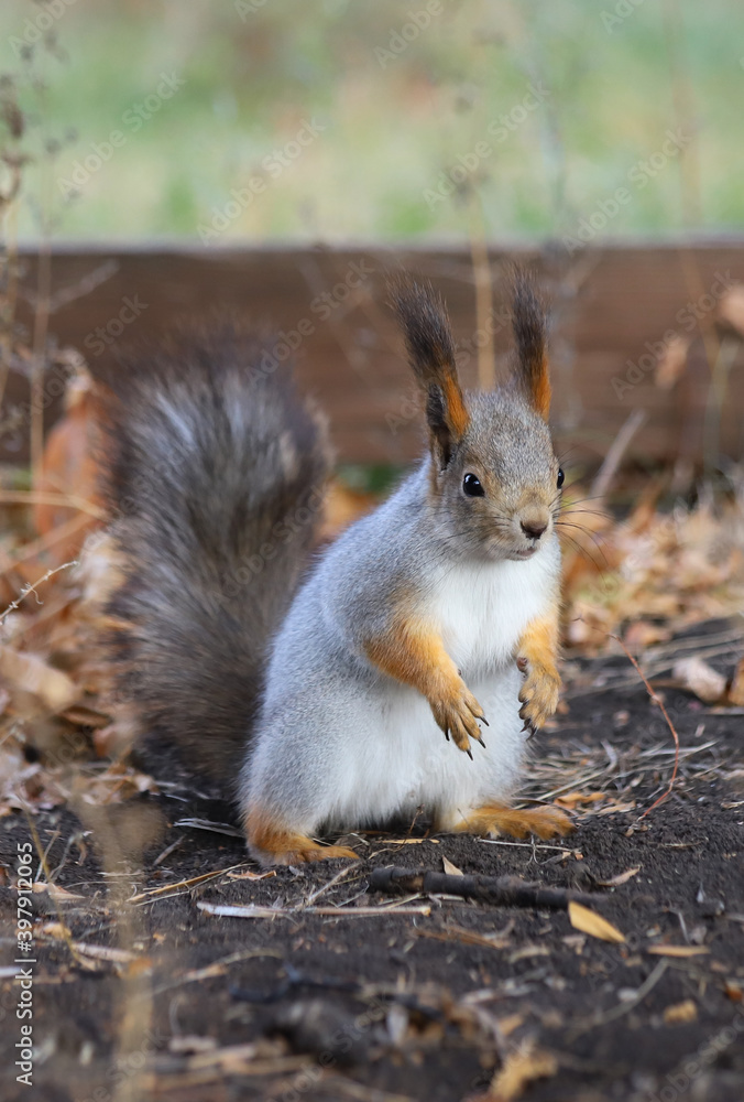 Fototapeta premium An Eurasian red squirrel (Sciurus vulgaris) in a gray winter coat standing on its hind legs