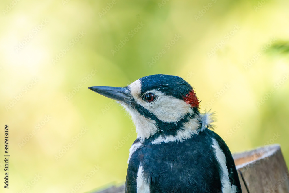 A portrait of a great spotted woodpecker on a tree trunk. Green bokeh A portrait of a great spotted woodpecker on a tree trunk. Green bokeh