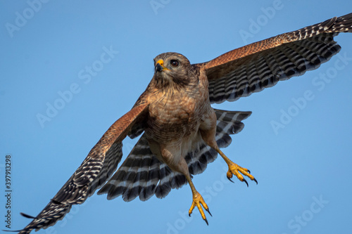 Red shouldered hawk in flight photo